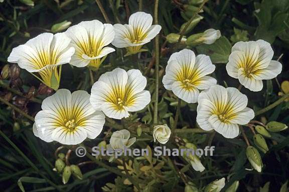 limnanthes douglasii ssp douglassii 1 graphic